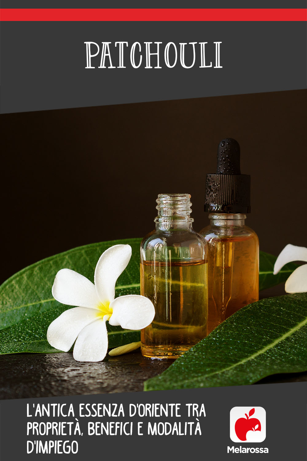 patchouli: cos'è, benefici, proprietà, usi