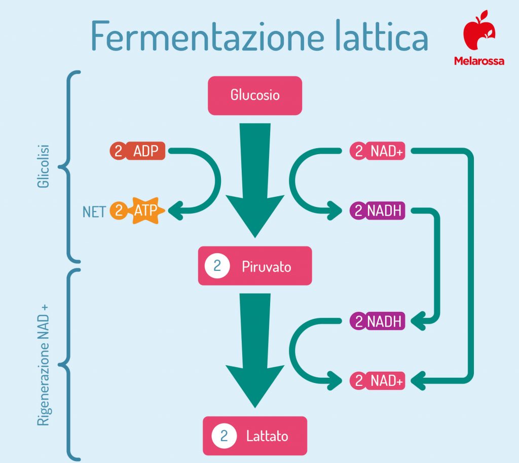 Analisi Dell Acido L-Lattico Su Latte E Prodotti Caseari Con CDR FoodLab, image size:1024x913