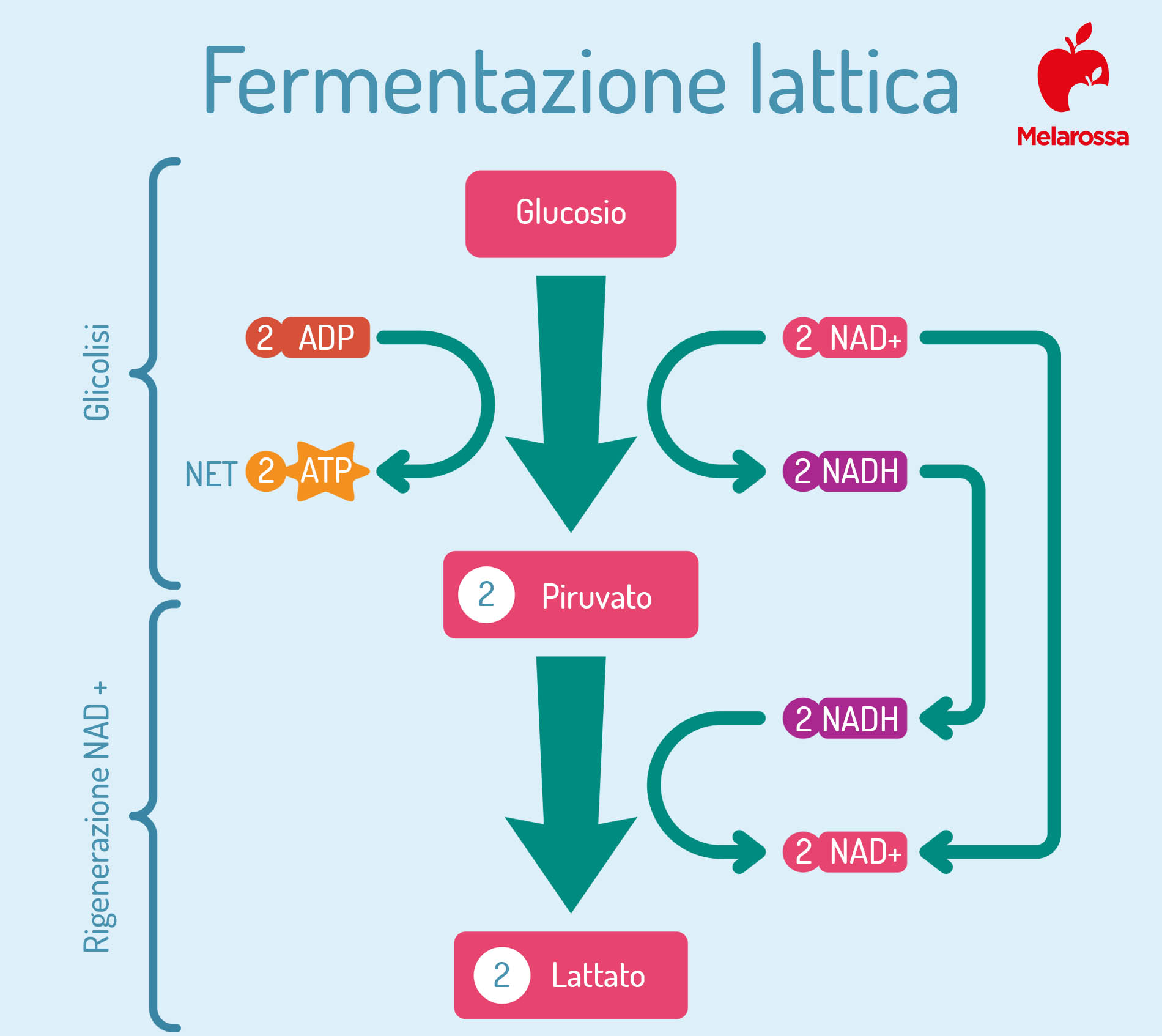 Cosa è l'acido lattico? E' la causa del dolore dopo un allenamento? - NOENE