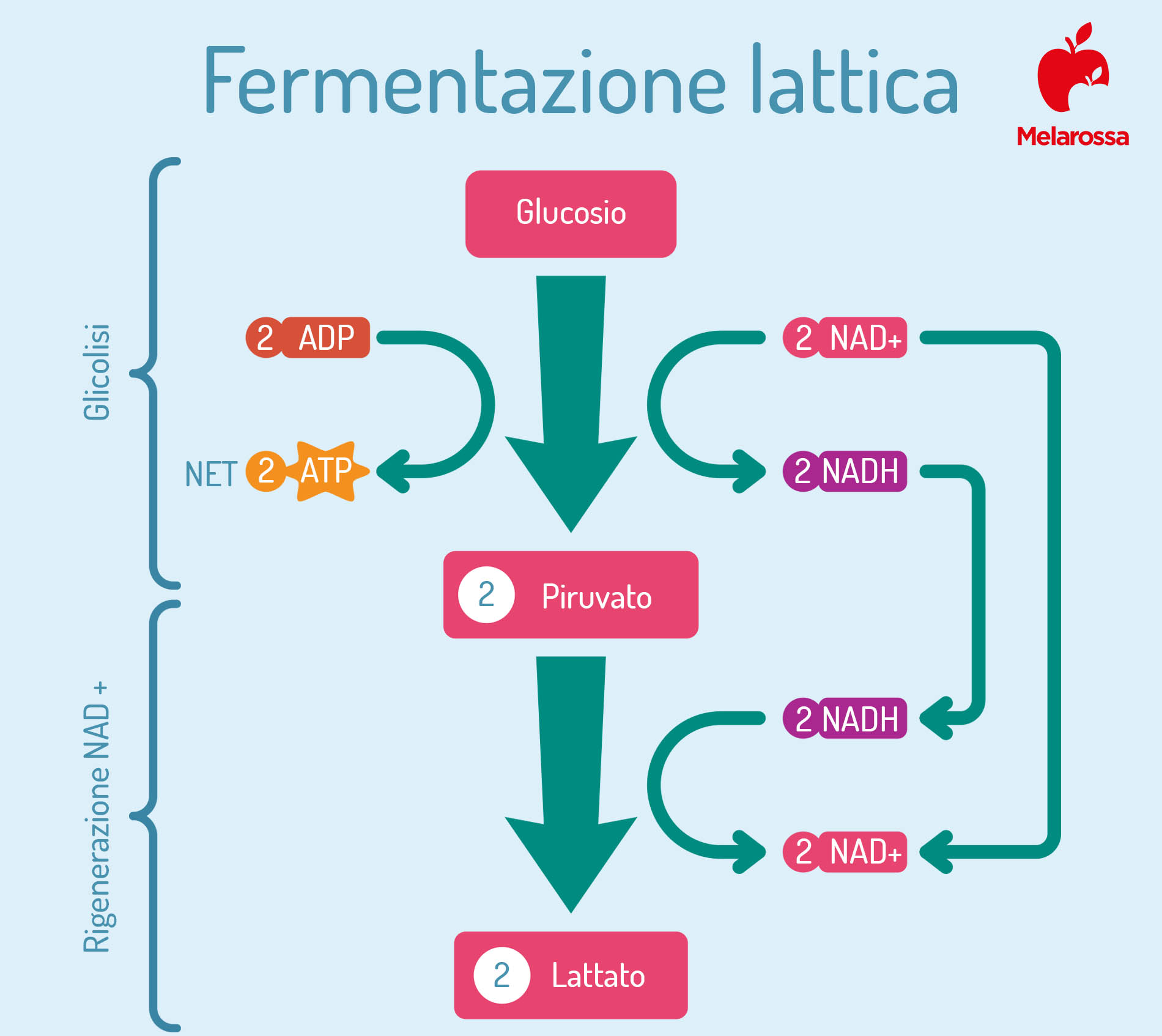acido lattico: come viene prodotto 