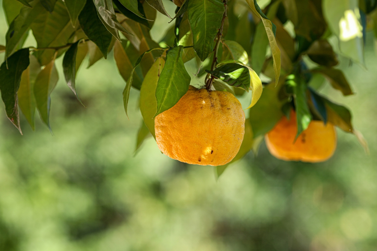 elenco degli agrumi: arancio amaro- Foto