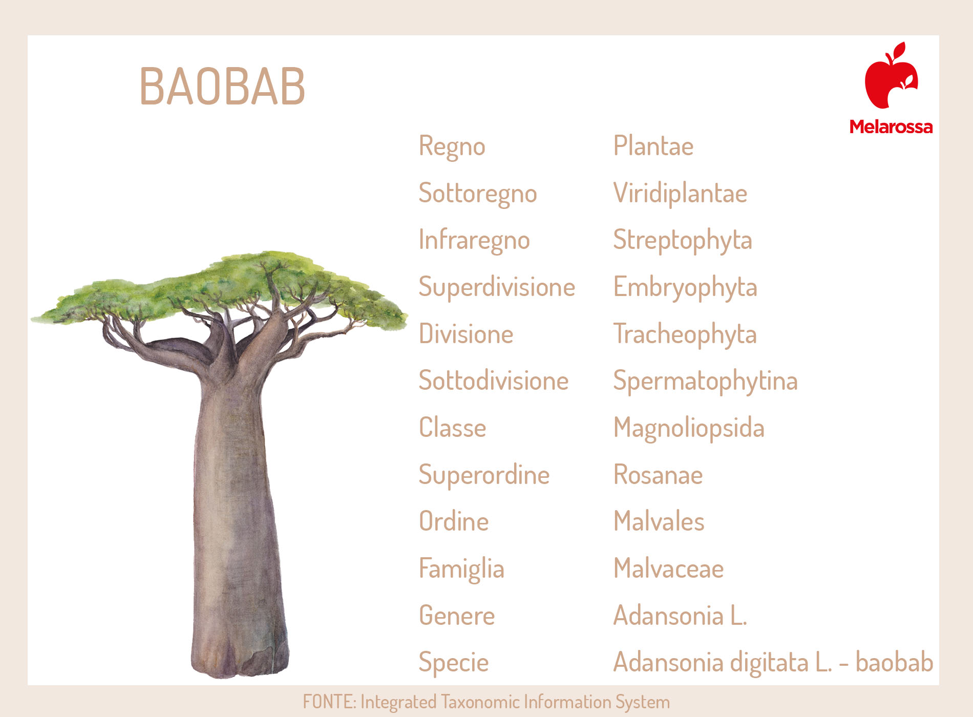 Botanica del baobab