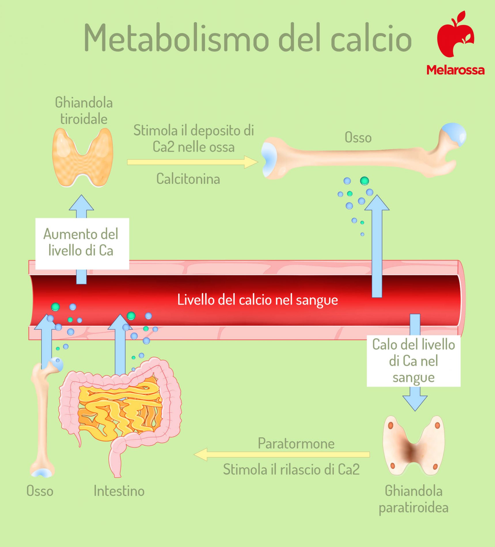 il metabolismo del calcio