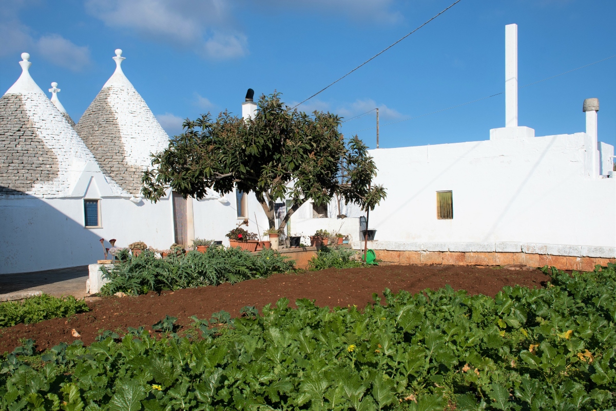cime di rapa in Puglia