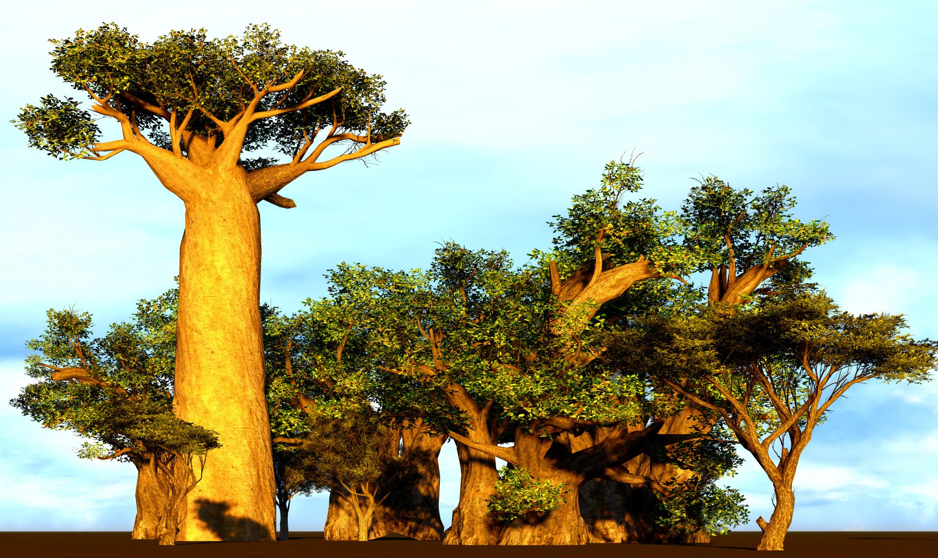 albero e frutto del baobab 