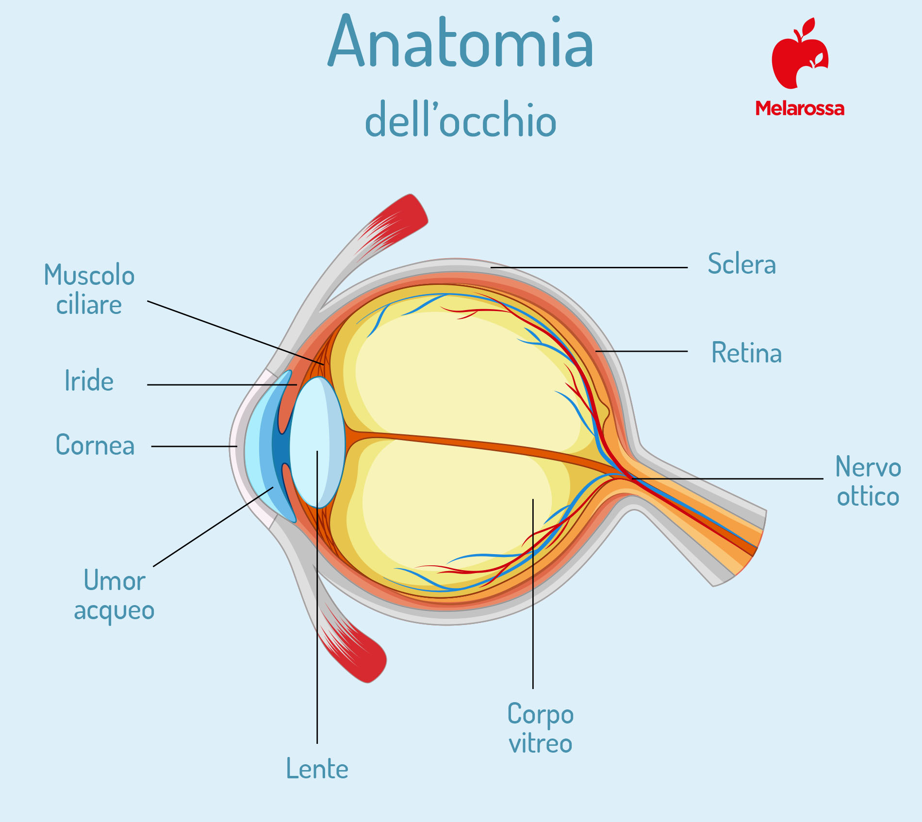 malattie dell'occhio: anatomia 