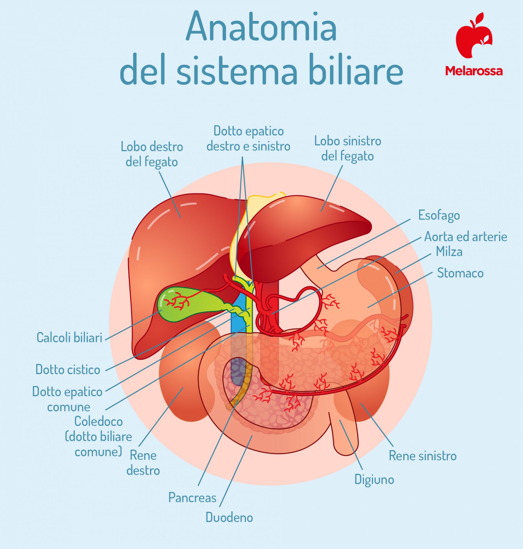 calcoli biliari: anatomia della bile 