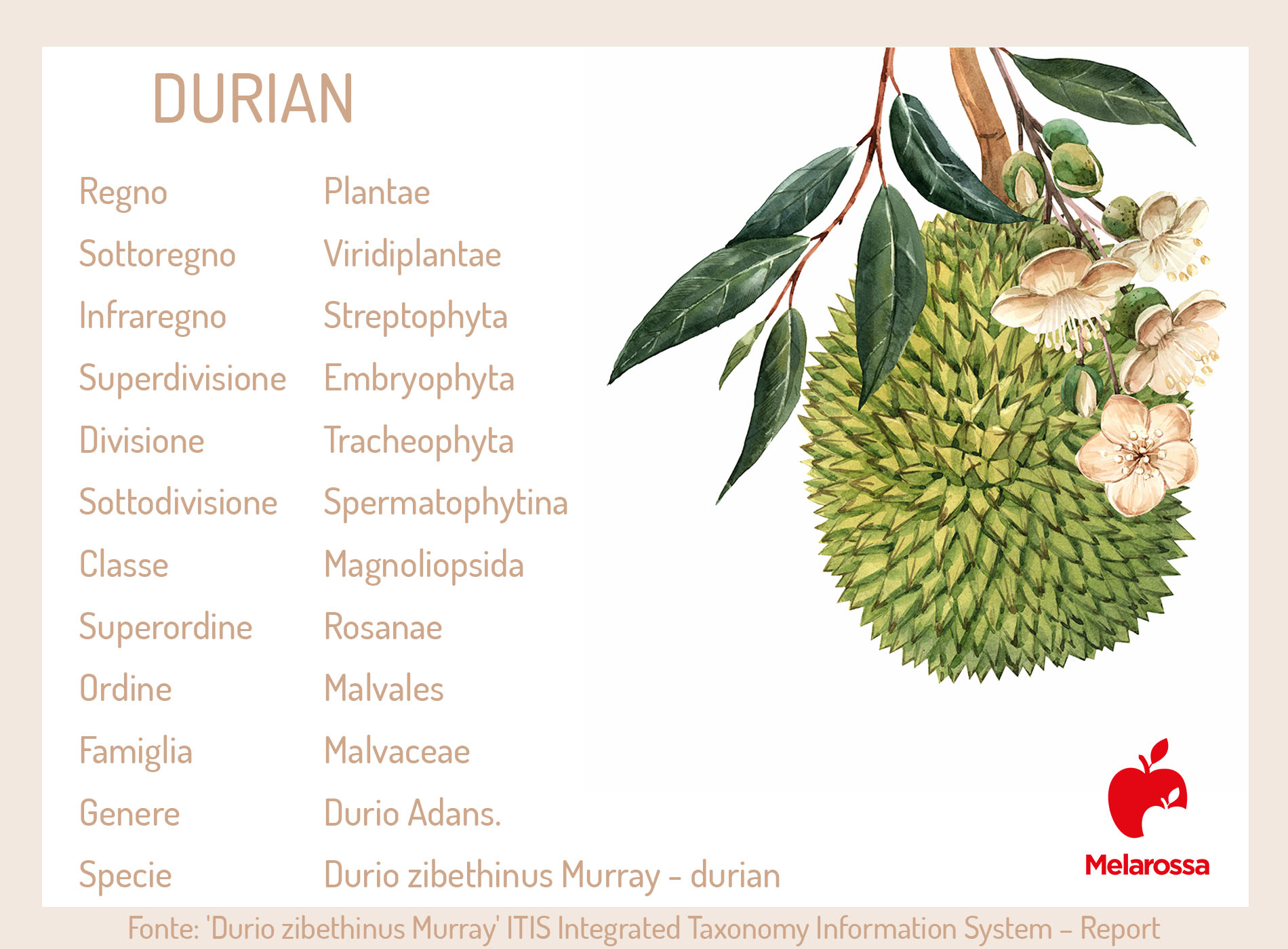 durian: botanica
