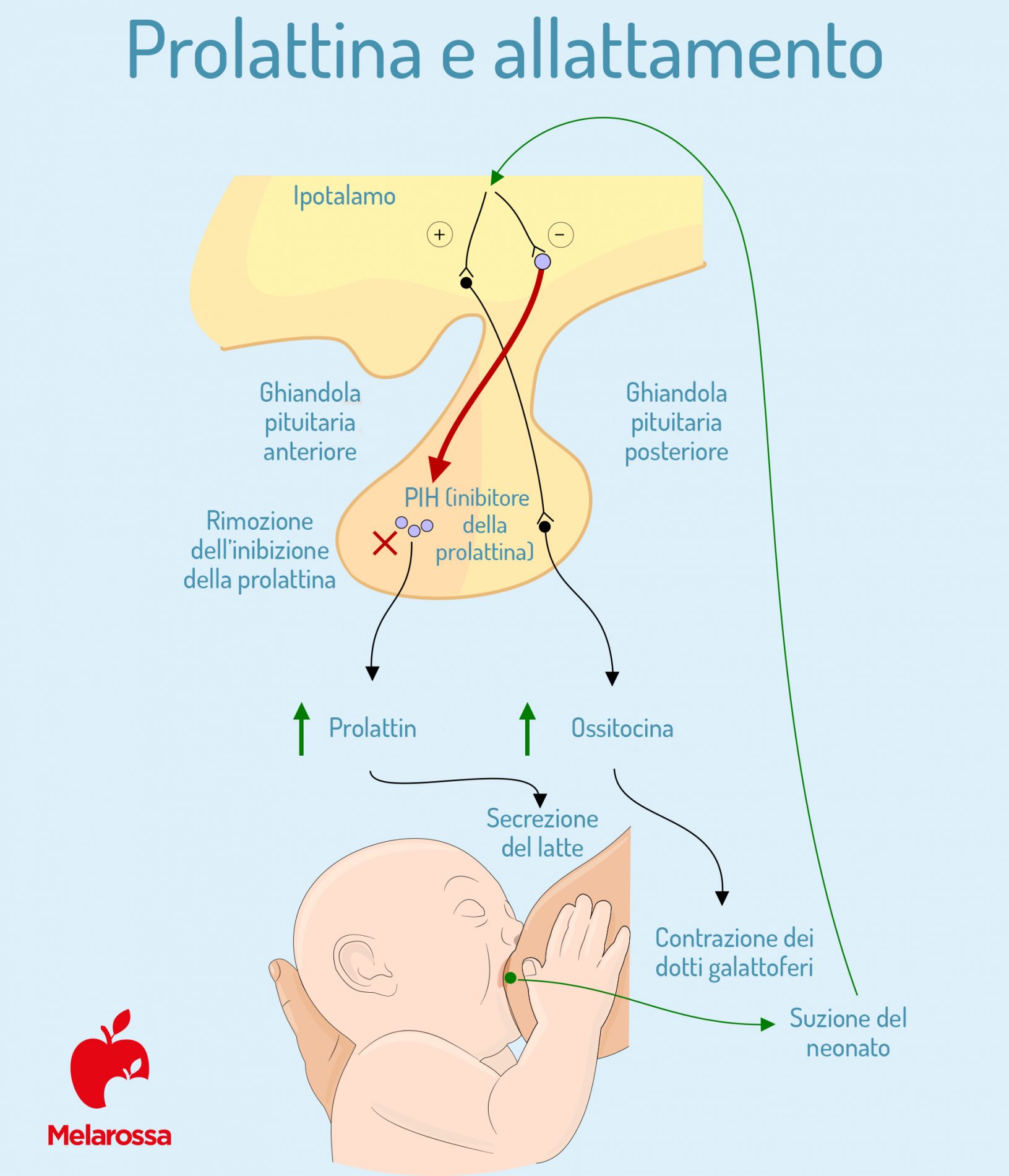 prolattina e allattamento