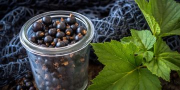 Ribes nigrum: cos'è, proprietà, benefici, usi e controindicazioni