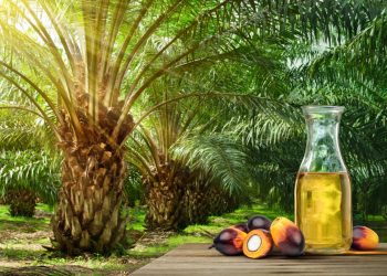 olio di palma: cos'è, perché fa male, valori nutrizionali, alimenti con e senza olio di palma