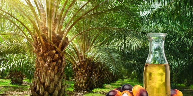 olio di palma: cos'è, perché fa male, valori nutrizionali, alimenti con e senza olio di palma