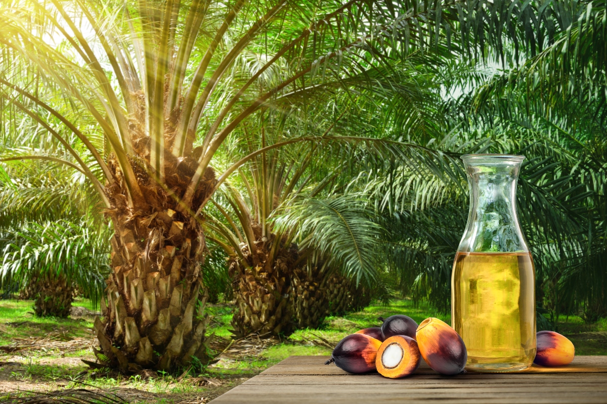 Secondly Technology fuel Olio di palma: cos'è, lista degli alimenti con e senza olio di palma, fa  male?
