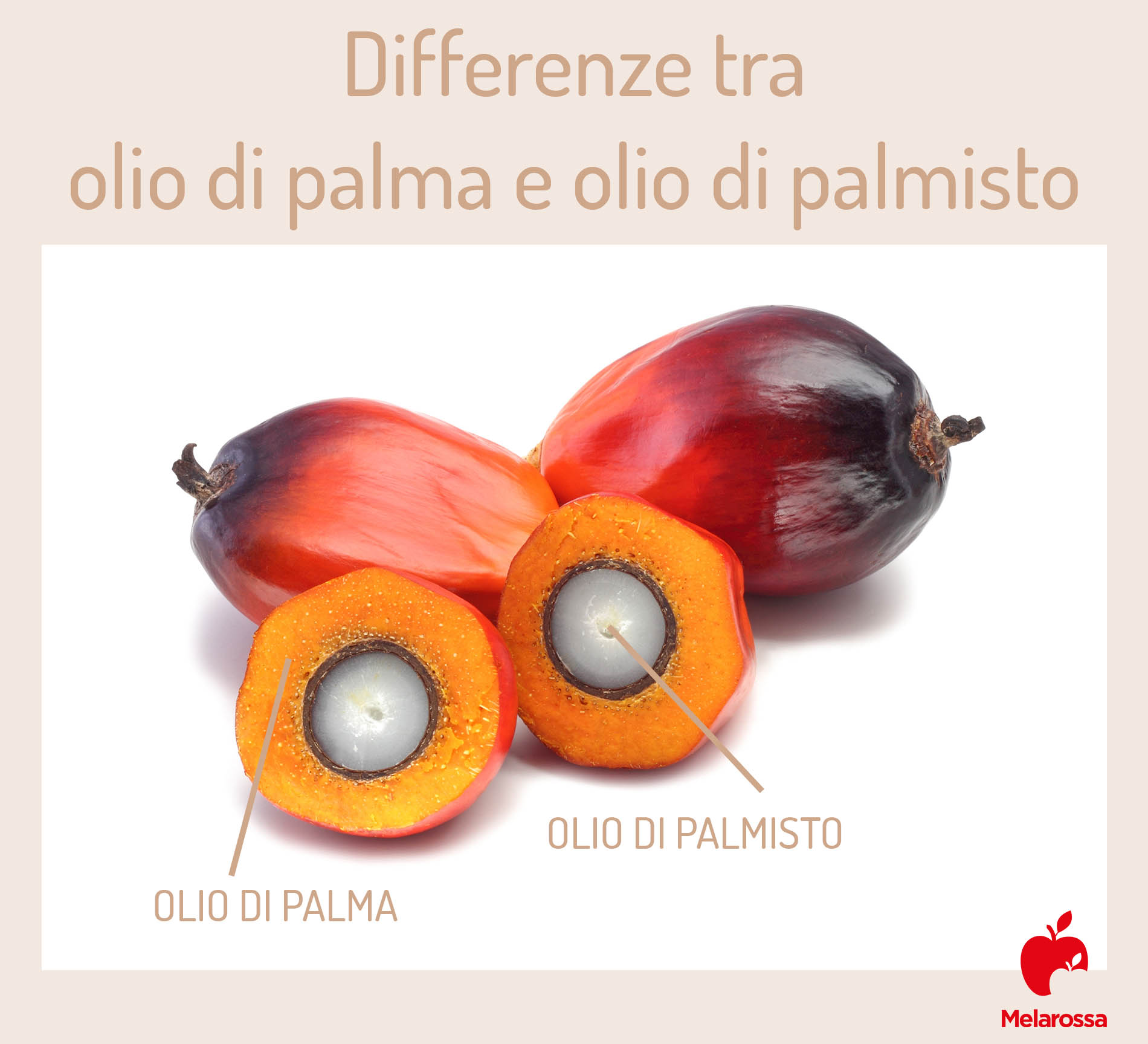 olio di palma: differenze con olio di palmisto
