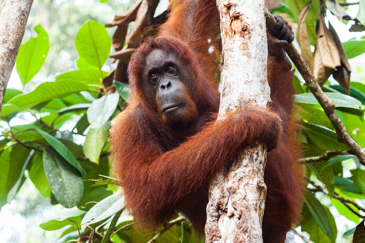 olio di palma: effetti sull'ambiente 