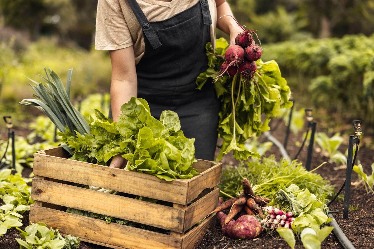 ortaggi: cosa sono, differenze con le verdura, classificazione e benefici per la salute