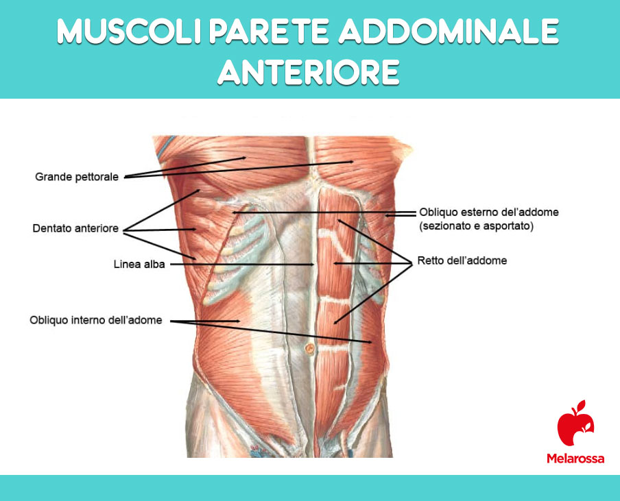 anatomia addominali