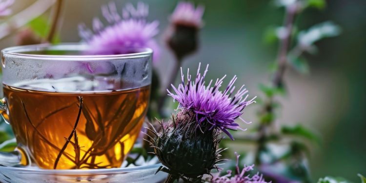 Una tazza in vetro con una tisana e dei fiori di cardo mariano