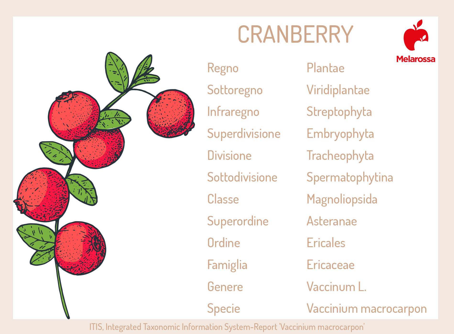 cranberry: botanica 