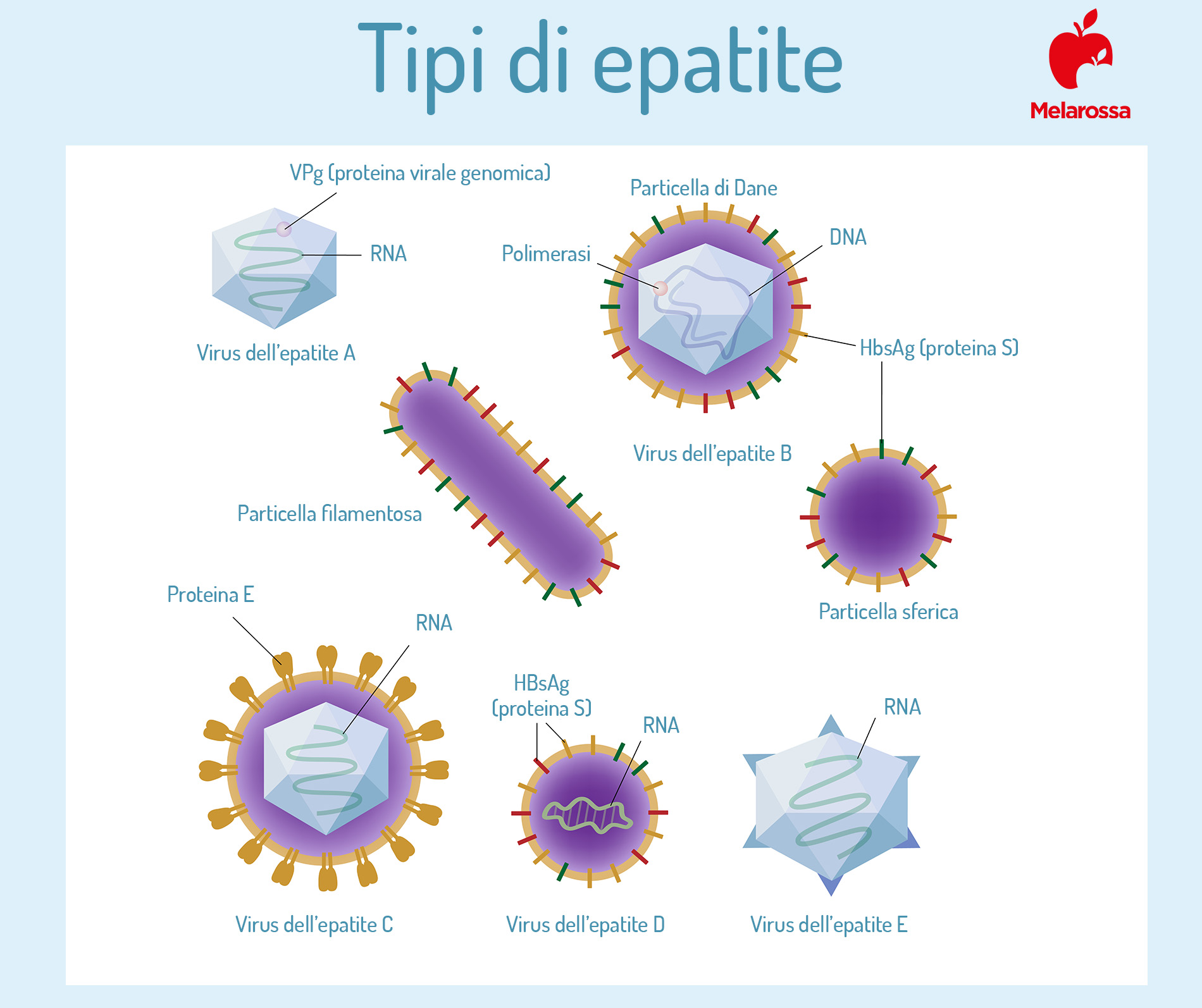 tipi di epatite