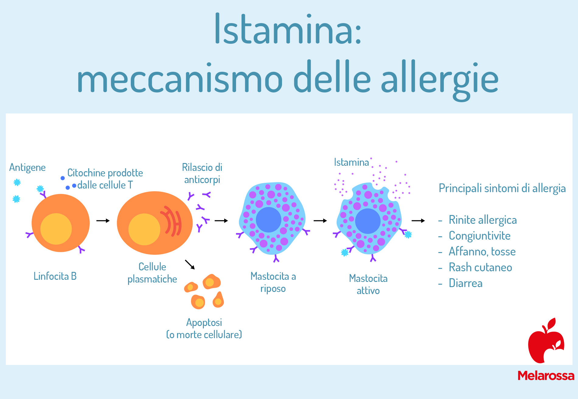 istamina: meccanismo allergie