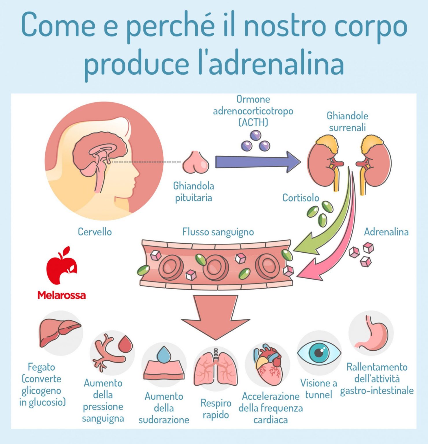 Adrenalina: cos’è, a cosa serve, come agisce, farmaco, controindicazioni