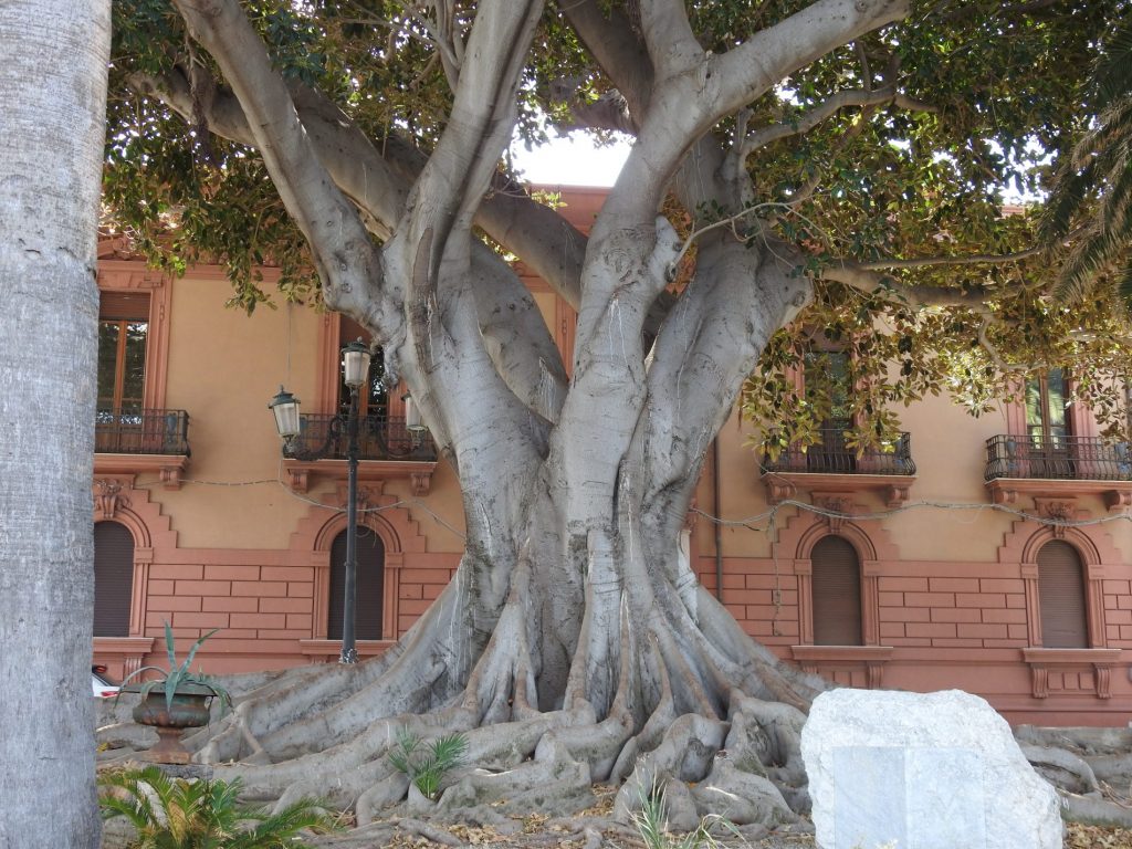 reggio calabria lungomare magnolie centenarie 1