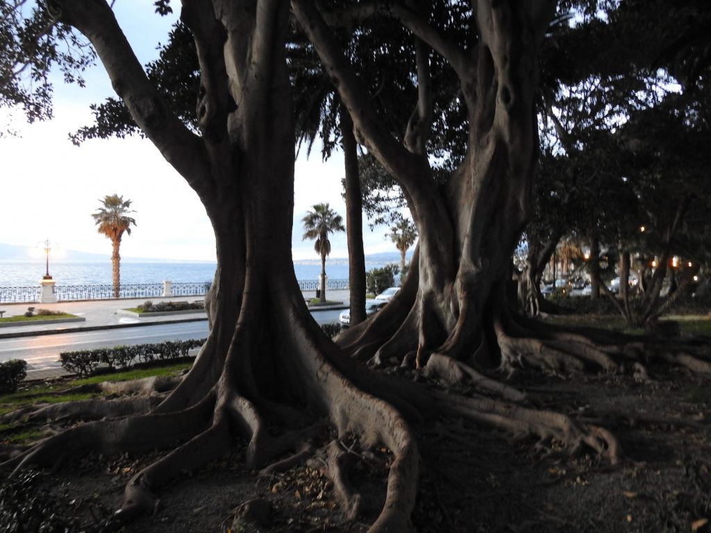 reggio calabria lungomare magnolie centenarie 3