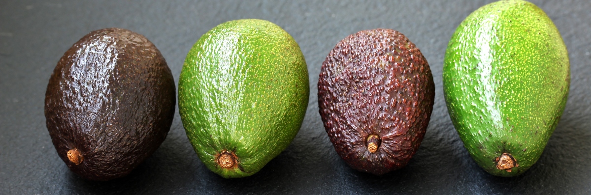 avocado: varietà