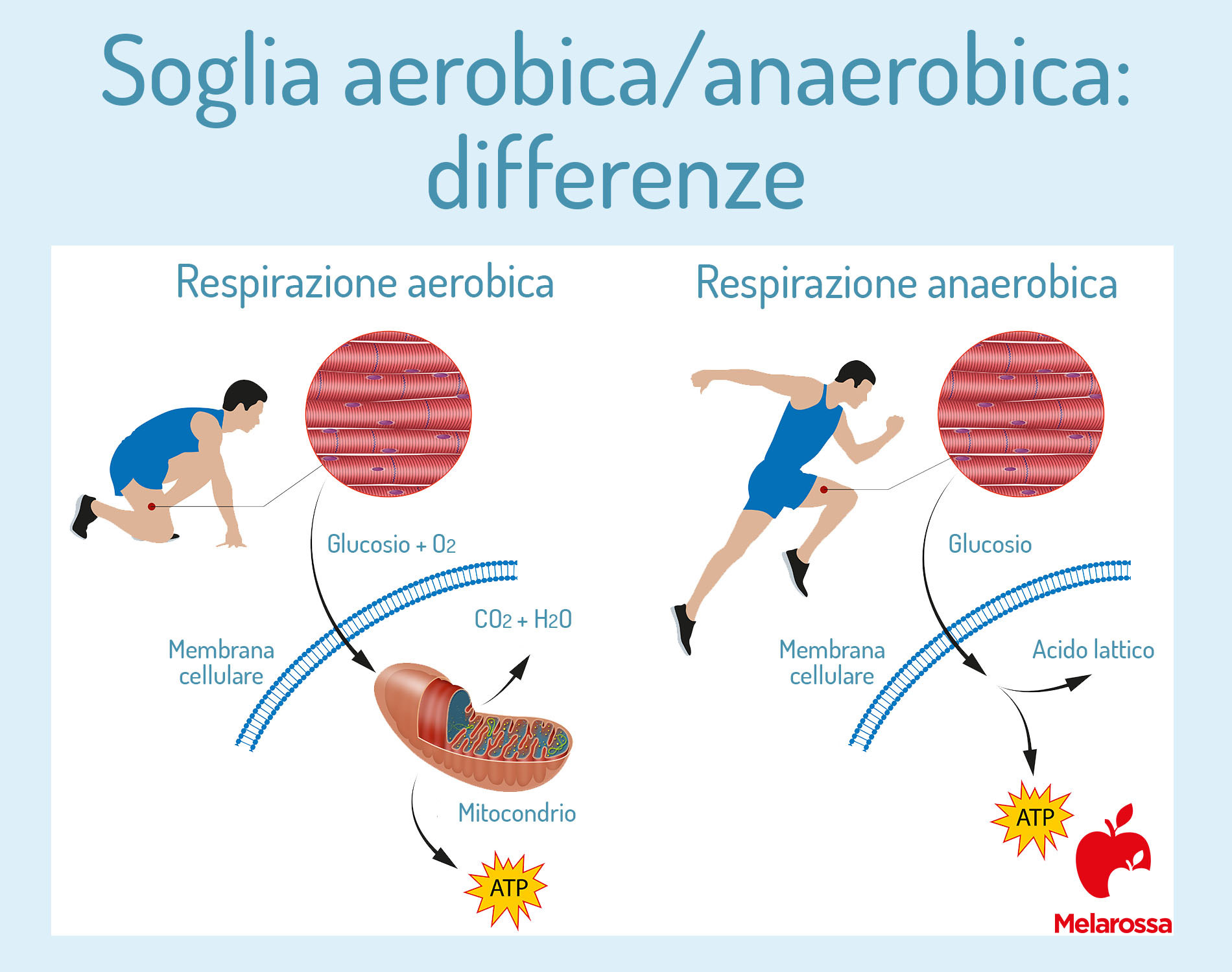 metabolismo aeróbico e anaeróbico modisedu