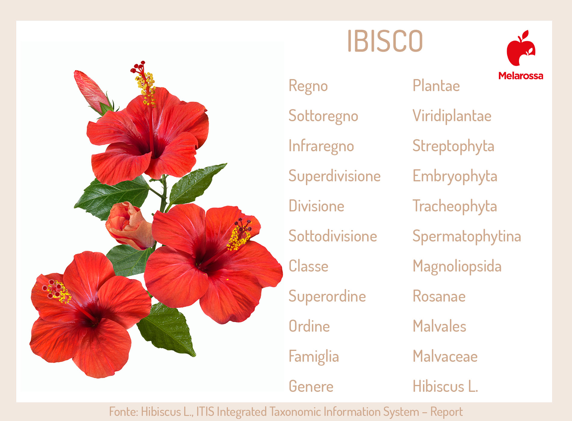 ibisco: botanica 