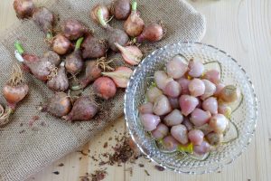 Lampascioni: cosa sono, proprietà e valori nutrizionali, come cucinarli e le ricette
