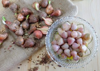 Lampascioni: ortaggio del sud