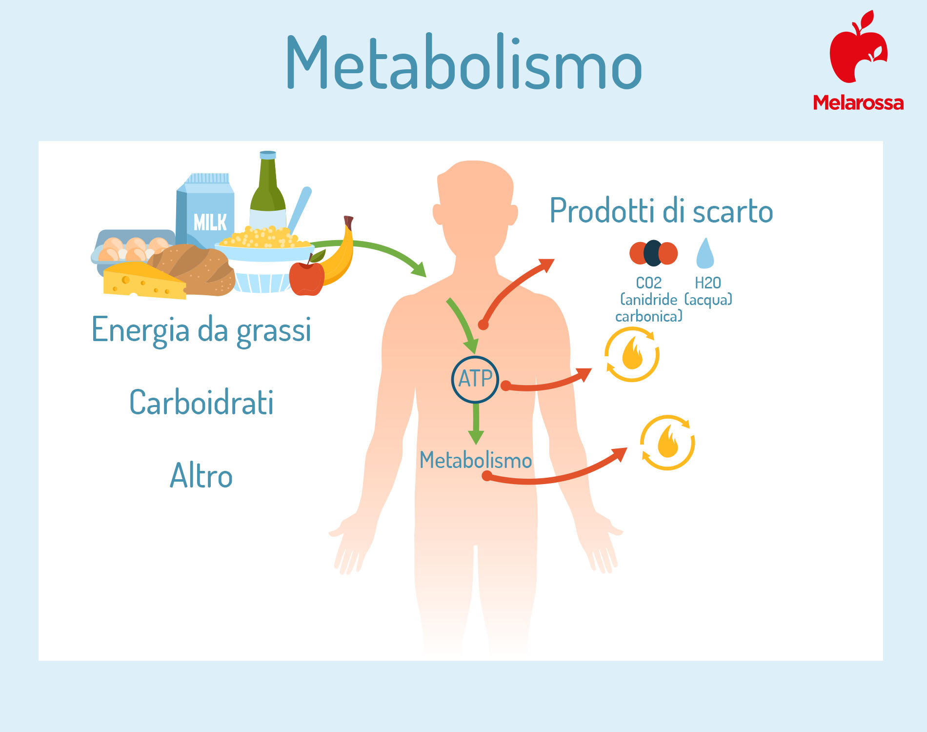 Soglia aerobica: metabolismo