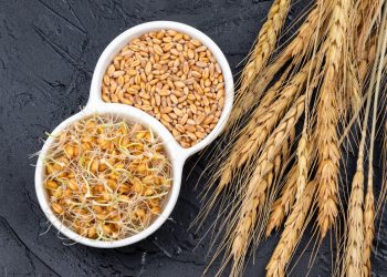 germe di grano: che cos'è, usi e benefici dell'olio, proprietà, ricette del pane, controindicazioni