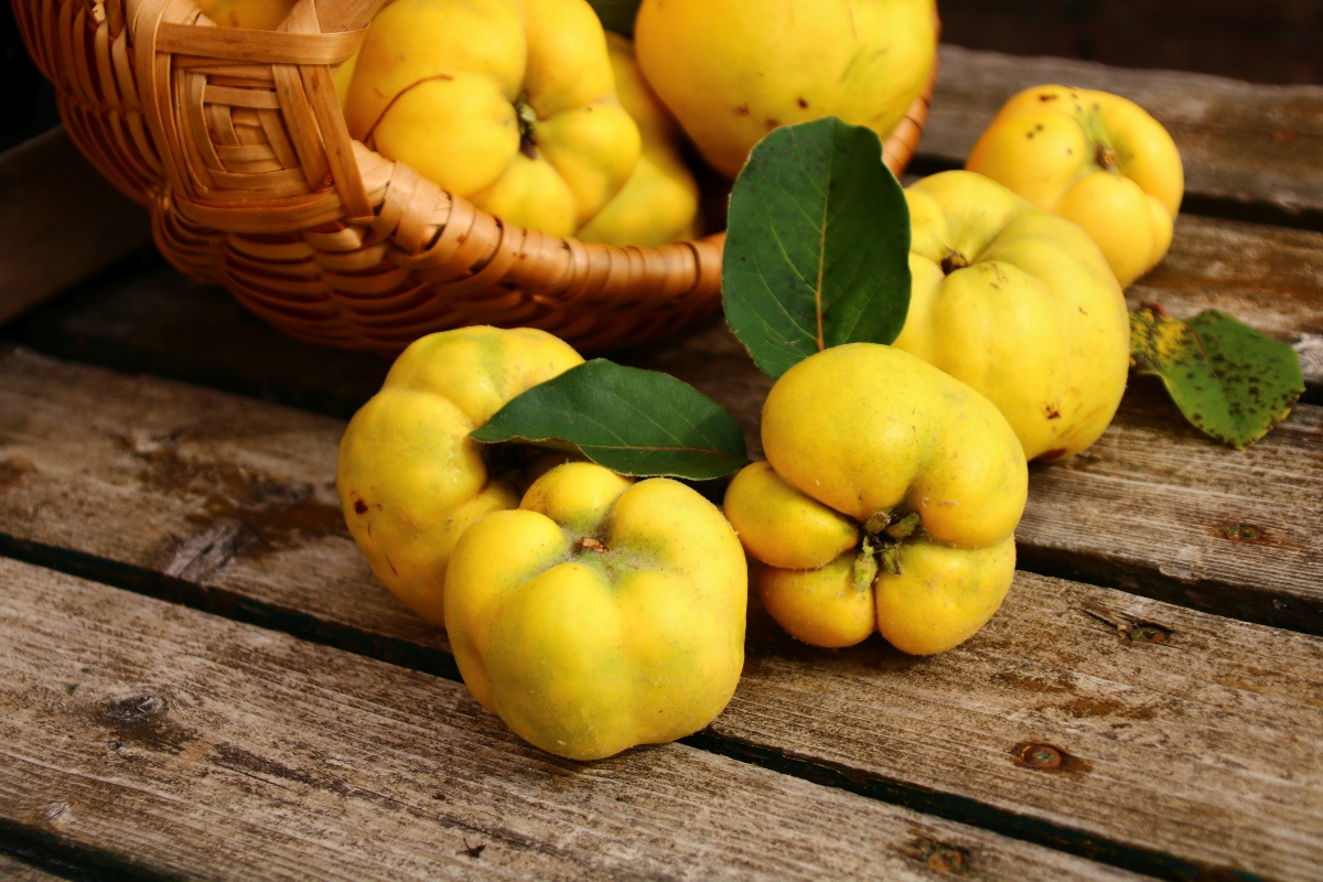 benefici della mela cotogna
