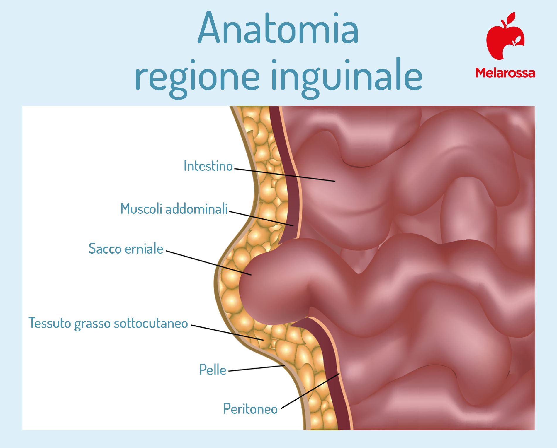 anatomia della regione inguinale 