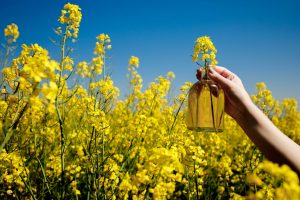 Olio di colza: che cos’è, cosa contiene, usi alimentari, benefici e proprietà, fa male o bene alla salute?