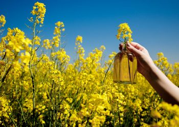 Olio di colza: che cos'è, cosa contiene, fa male alla salute? Usi alimentari e differenze con gli altri oli vegetali