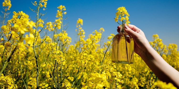 Olio di colza: che cos'è, cosa contiene, fa male alla salute? Usi alimentari e differenze con gli altri oli vegetali