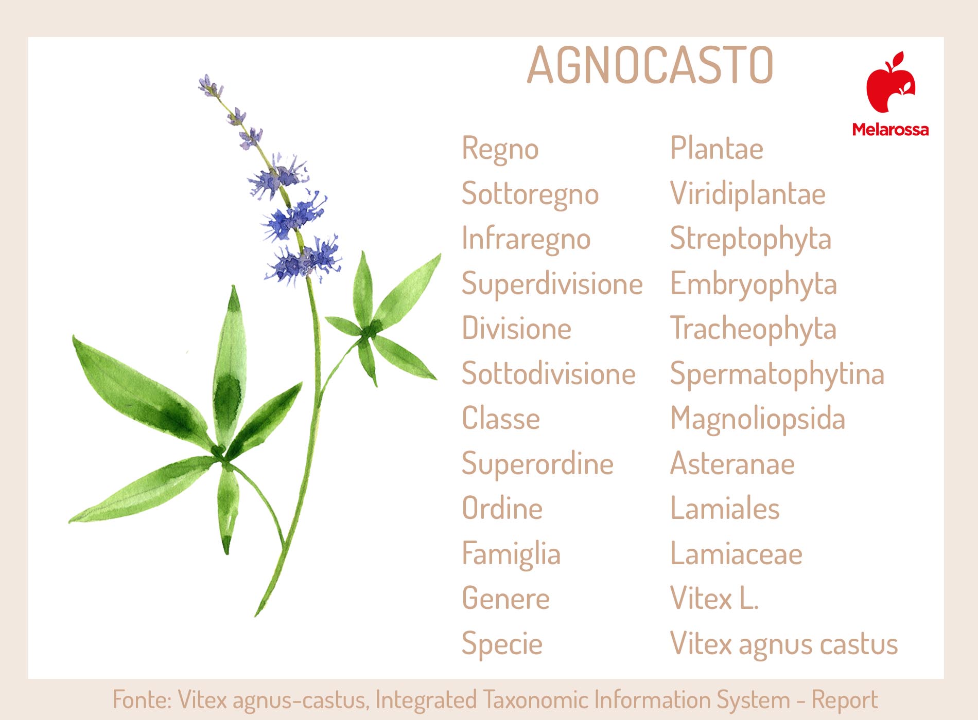 agnocasto: botanica- Tabella 