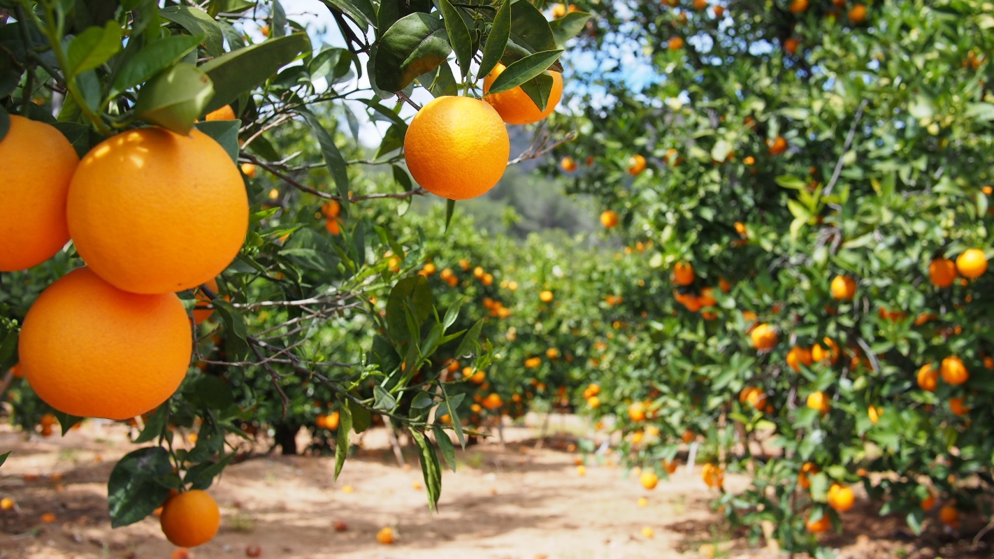 le varietà dell'arancia 