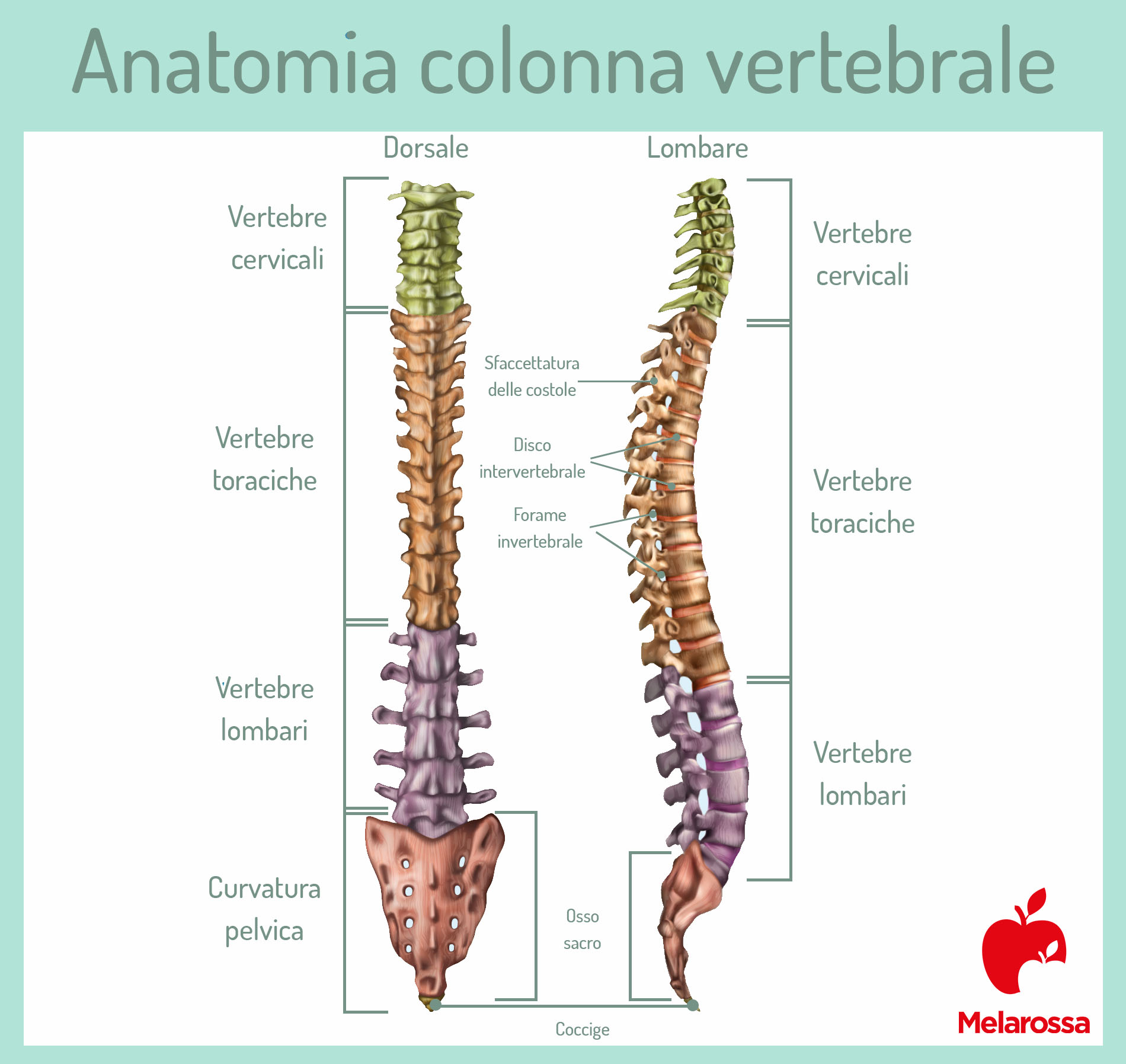 lombalgia: anatomia della colonna vertebrale 
