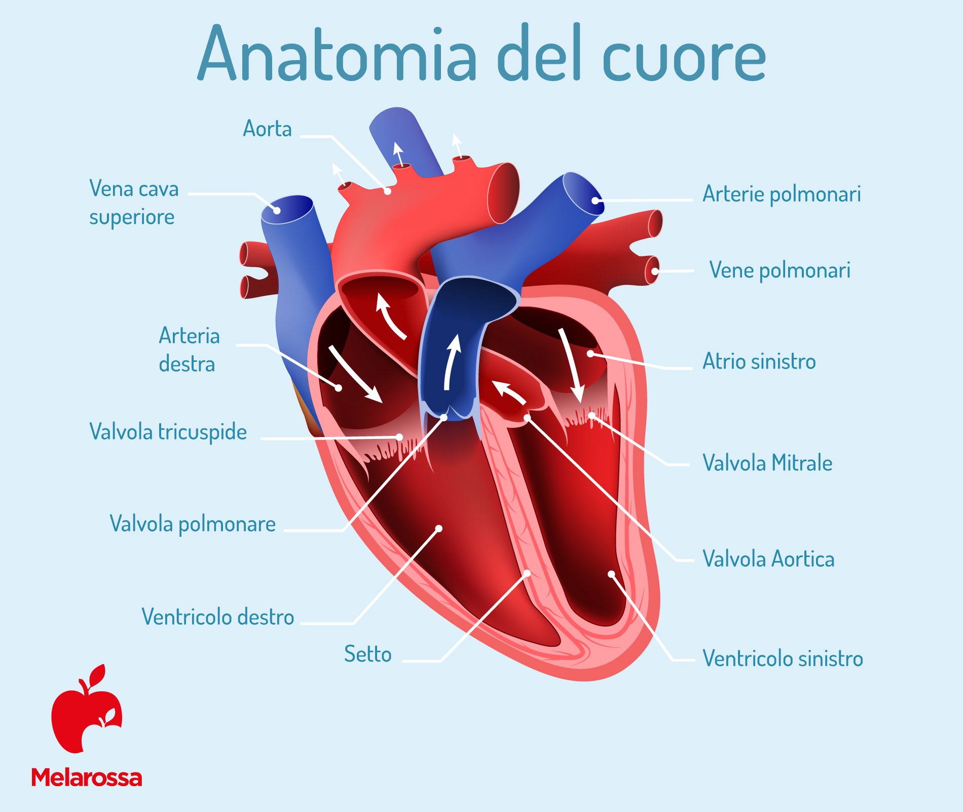 pacemaker: anatomia del cuore