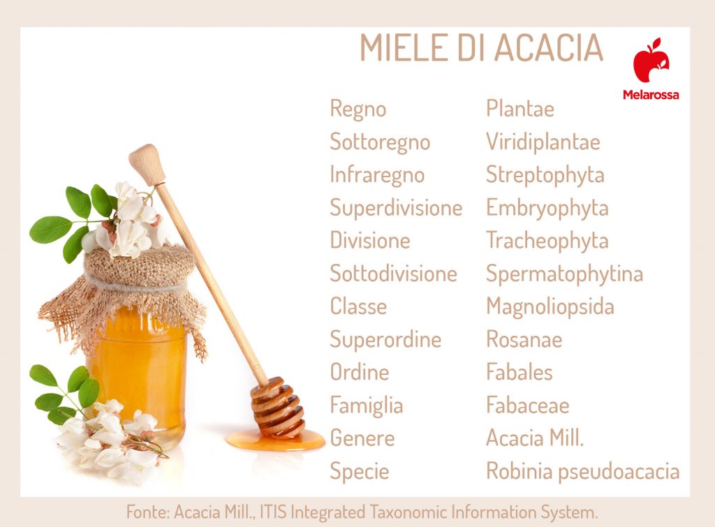 Miele di acacia: che cos'è, proprietà, benefici, rimedi e usi in cucina