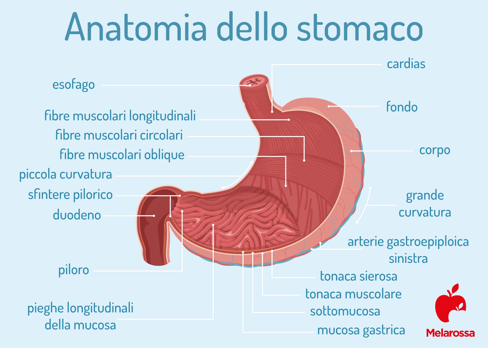 tumore allo stomaco: anatomia dello stomaco 