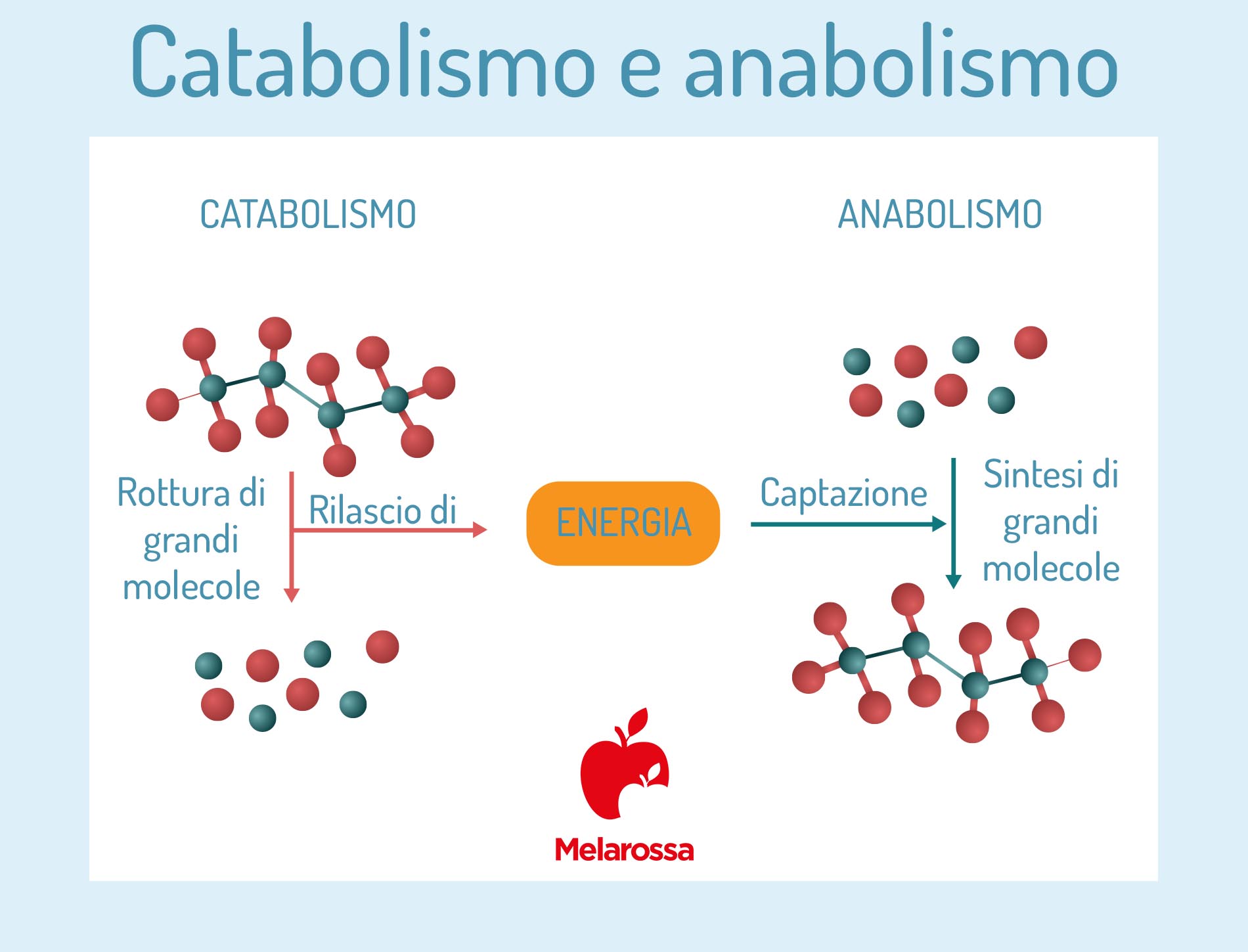 differenze tra catabolismo e anabolismo