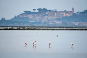 Alla scoperta della Maremma, le meraviglie della riserva naturale Diaccia Botrona