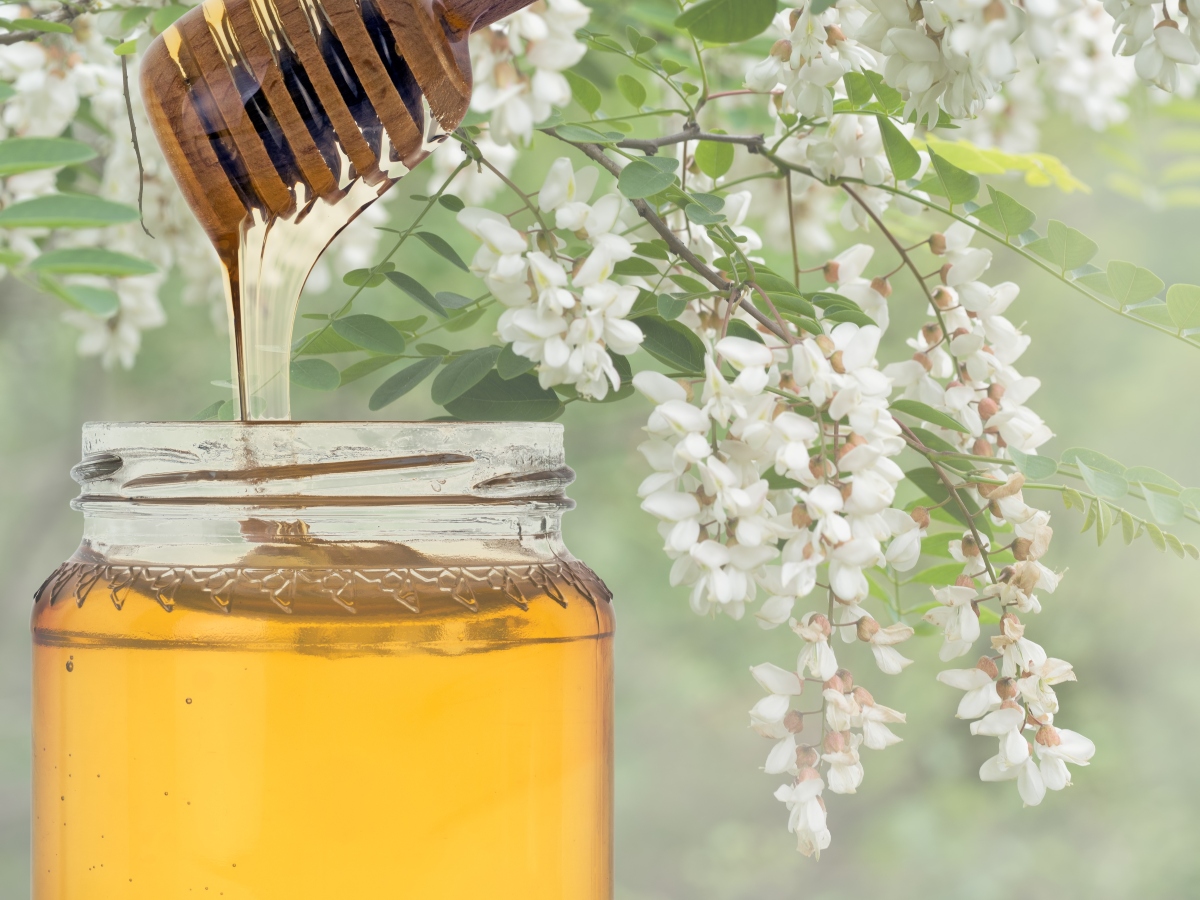 produzione del miele di acacia 