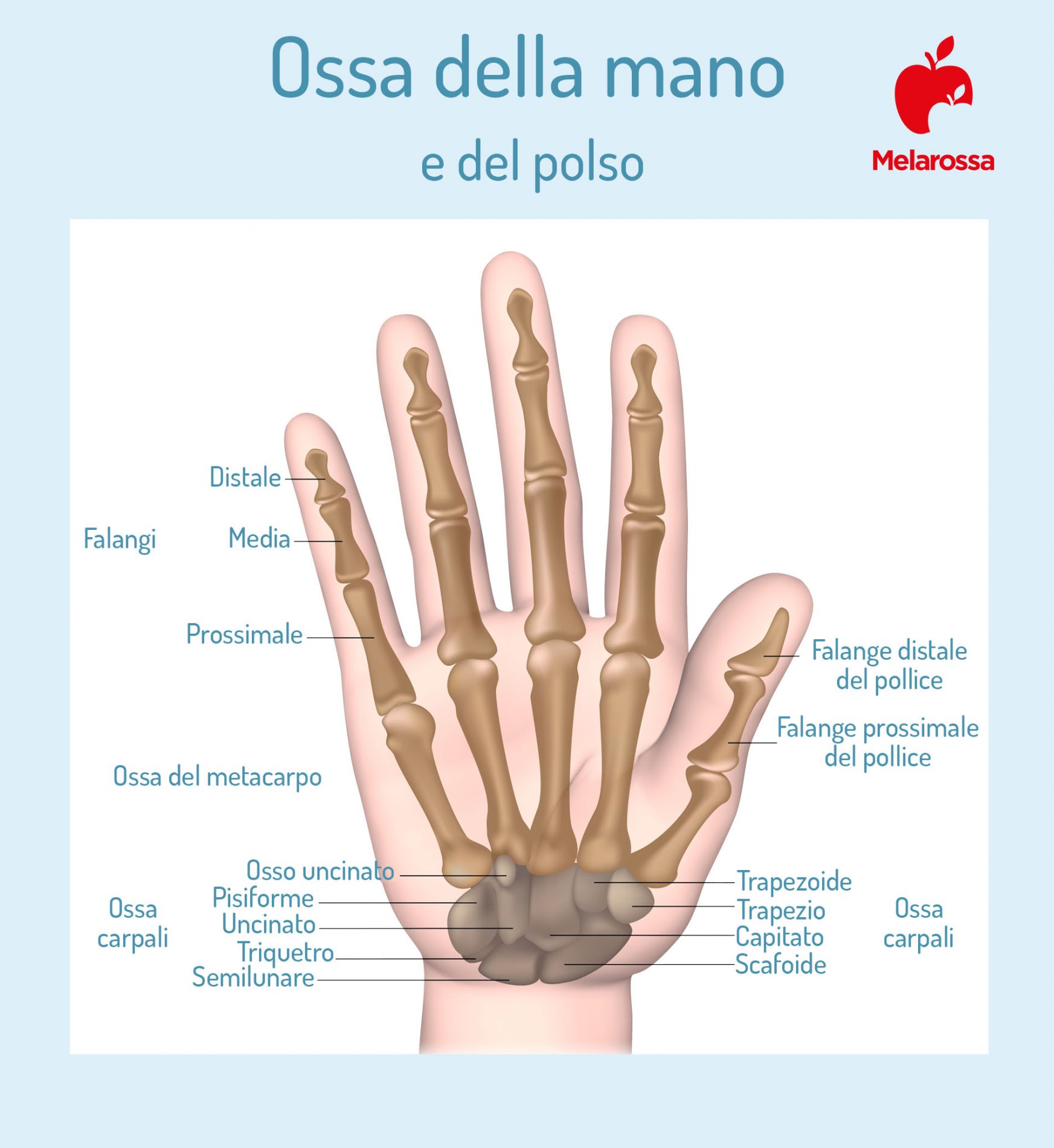 rizoartrosi: anatomia della mano